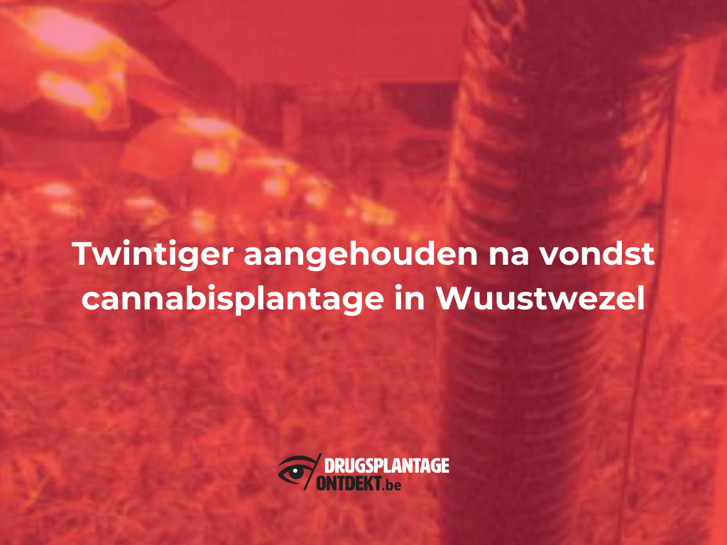 Wuustwezel - Twintiger aangehouden na vondst cannabisplantage